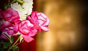 فندق Artemis